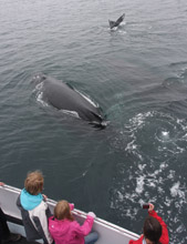 friendly humpback whale next to boat