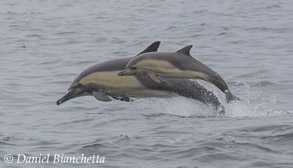 Long-beaked Common Dolphins, , to be featured on Big Blue Live