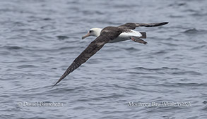 Laysan Albatross photo by daniel bianchetta