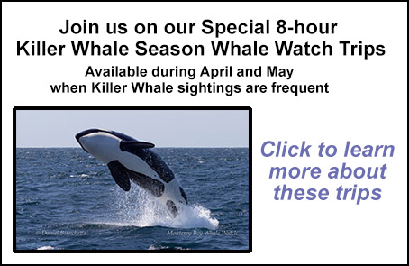Killer Whale Season